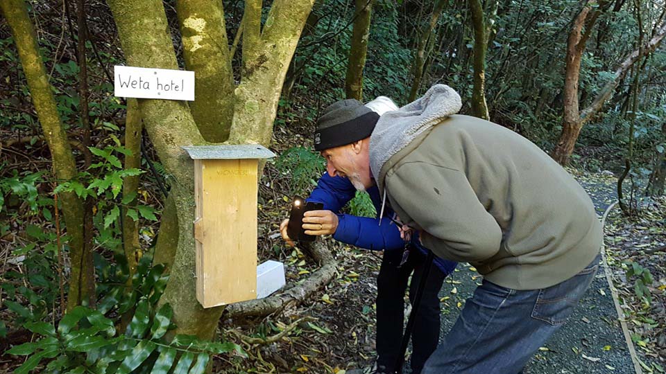 Weta hotel; walks; Brook Sanctuary; visitors; weta; loop; track; facilities