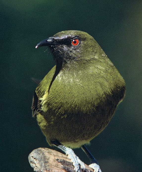 Korimako (bellbird)