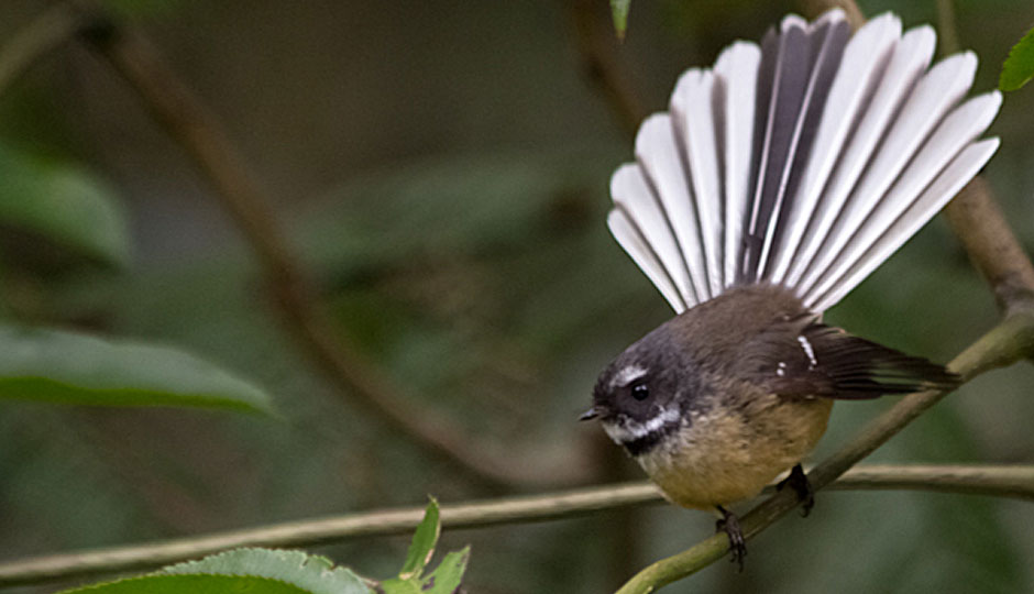 piwakawaka (fantail); frequently asked questions