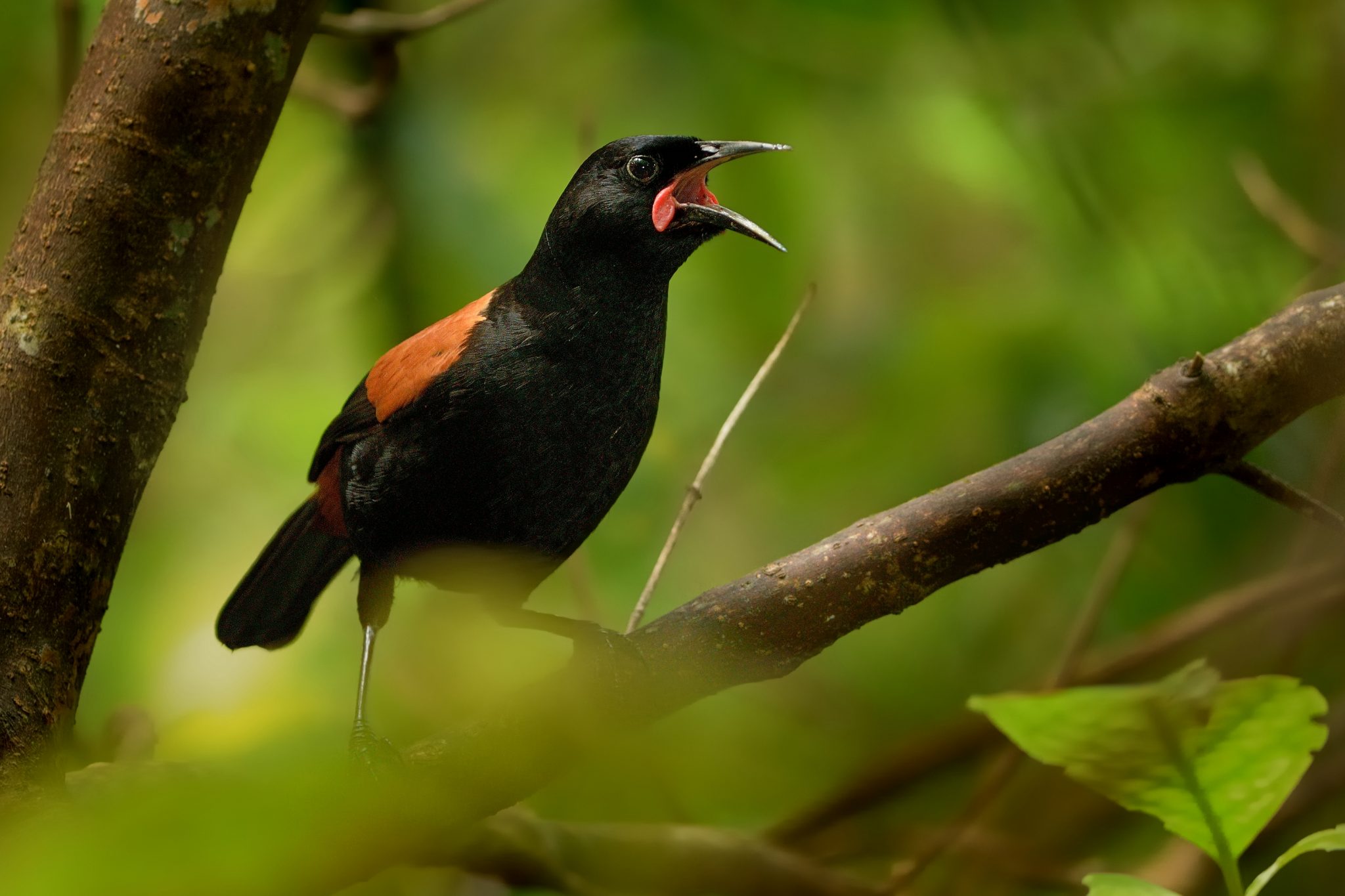 Frequently Asked Questions