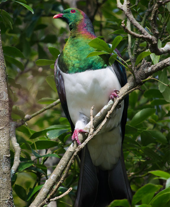 Kereru; Wood Pigeon; birds; wildlife; Brook Sanctuary; Brook Business Club Programme