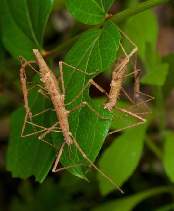 Stick insects by Andy MacDonald