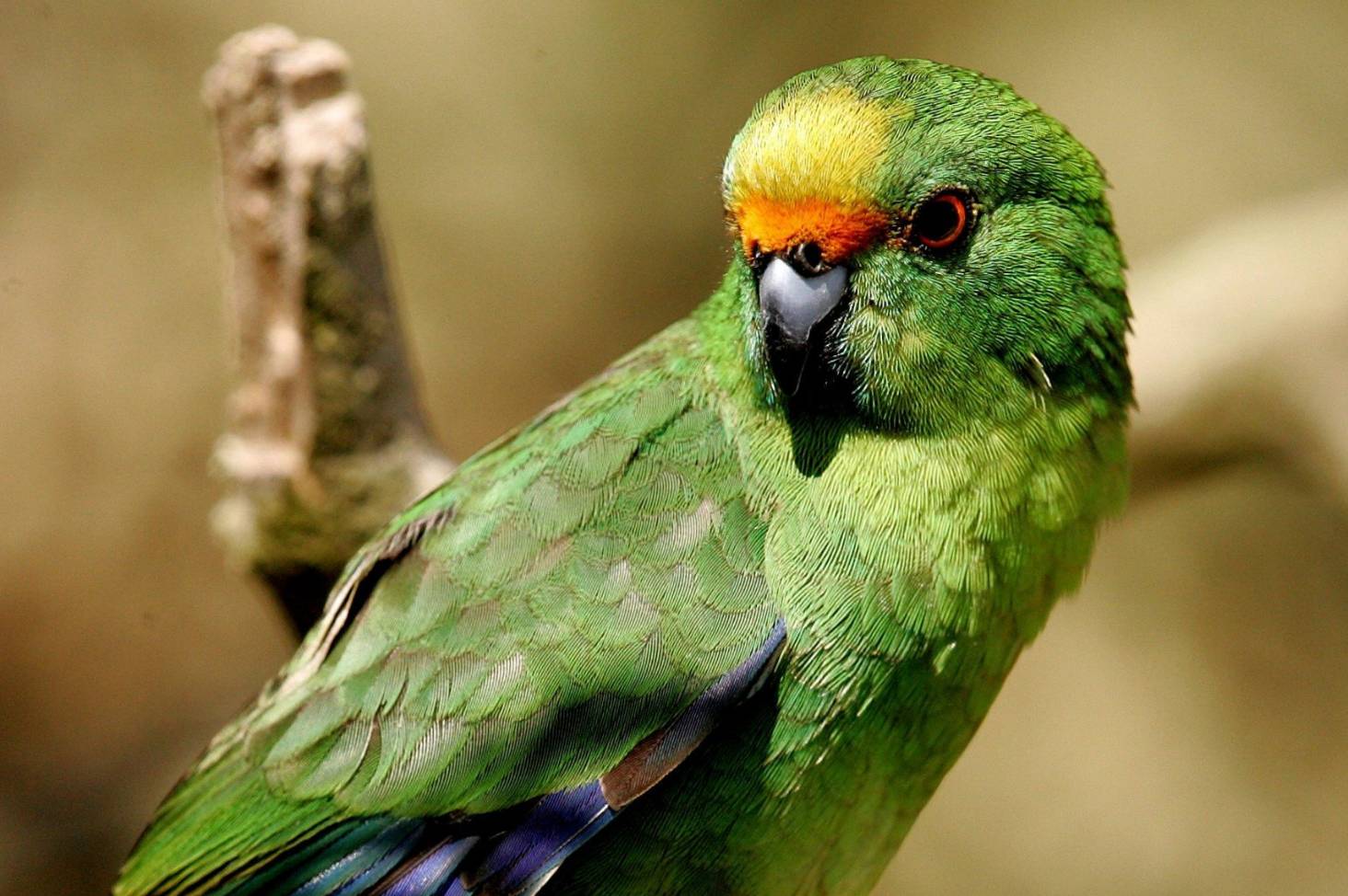 kakariki; kakariki karaka; orange fronted parrakeet