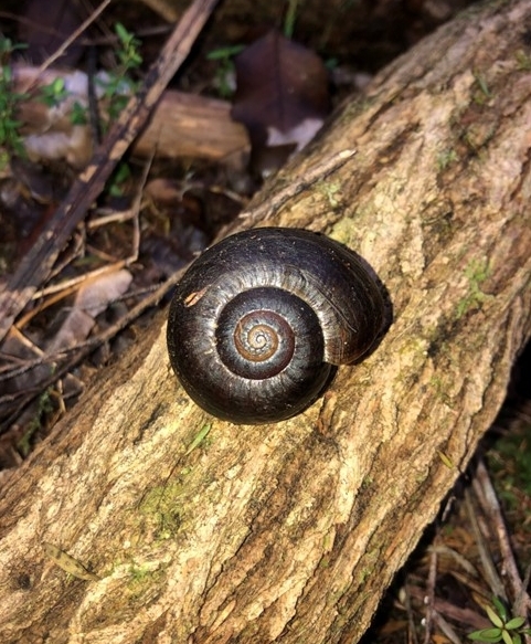 Powelliphanta - Iesha Hogarty