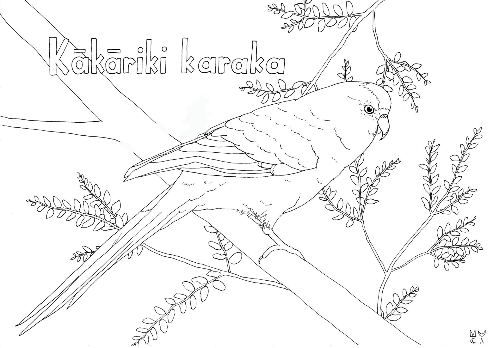 muciillustration - kakariki karaka