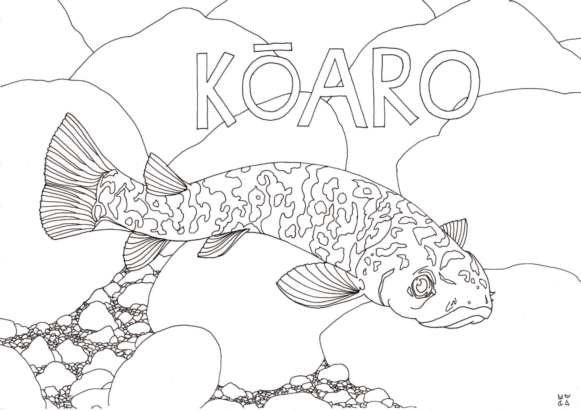 muciillustration - koaro Kōaro
