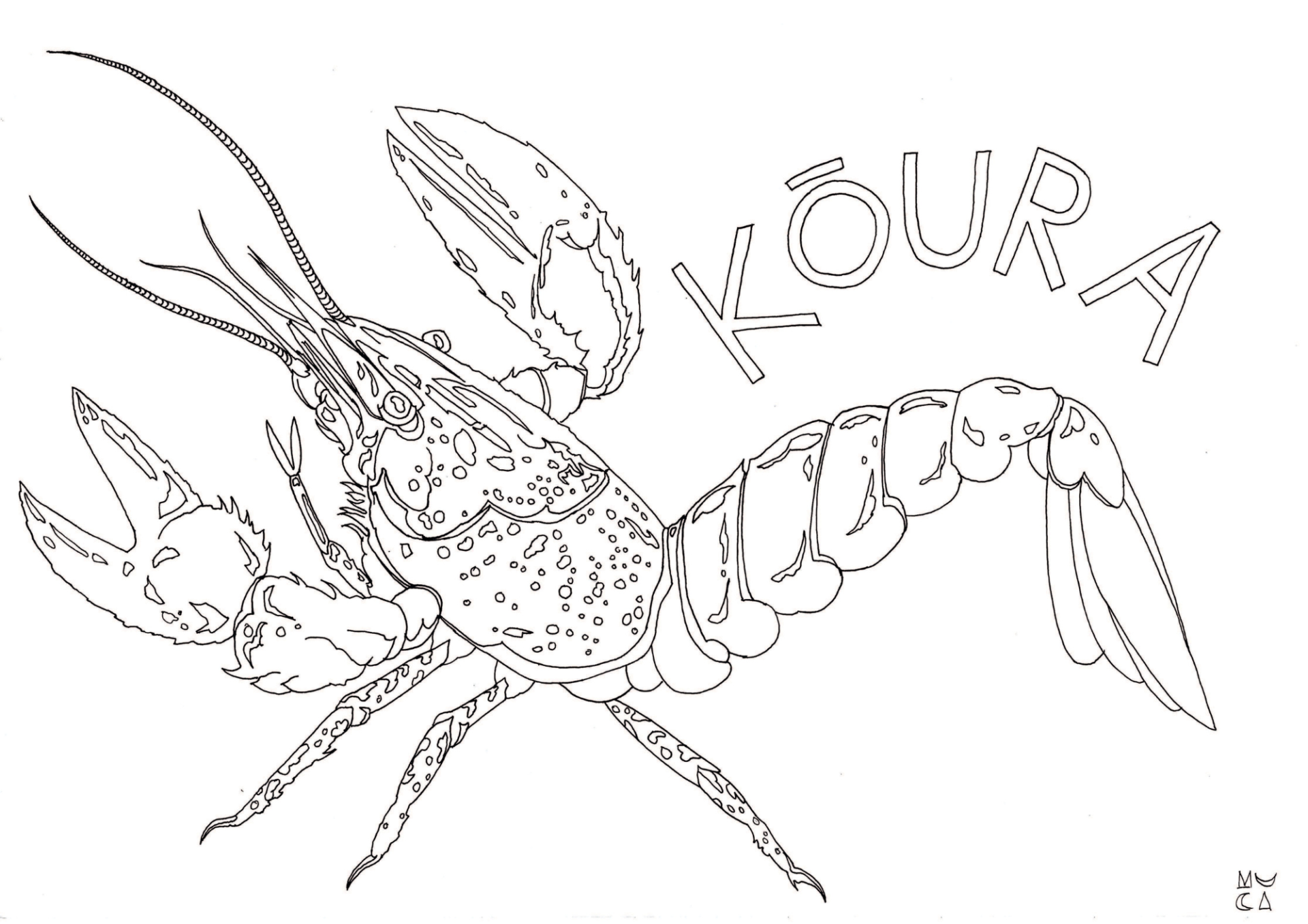 muciillustration - koura