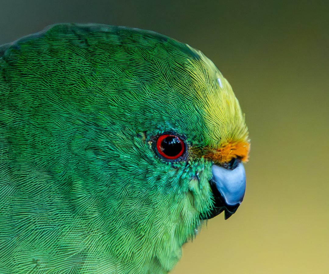 Kakariki karaka - credit Sean McGrath