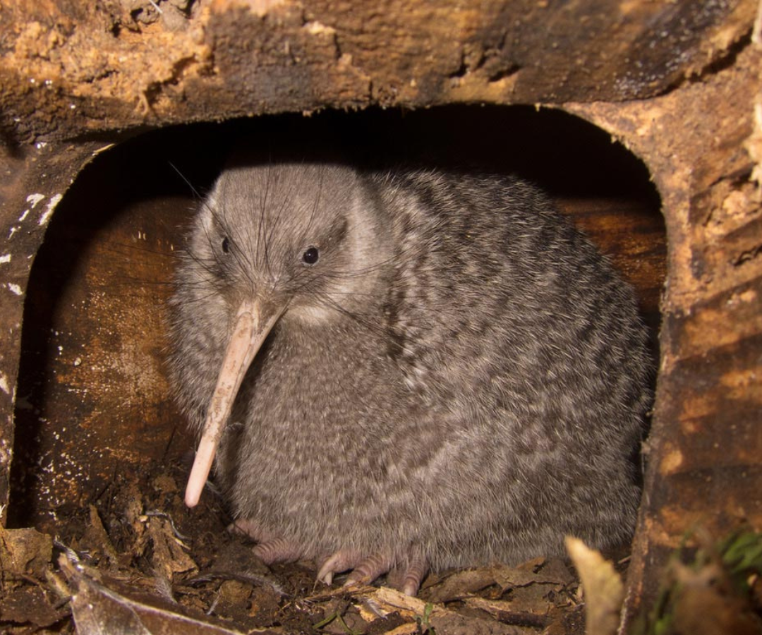 Kiwi pukupuku