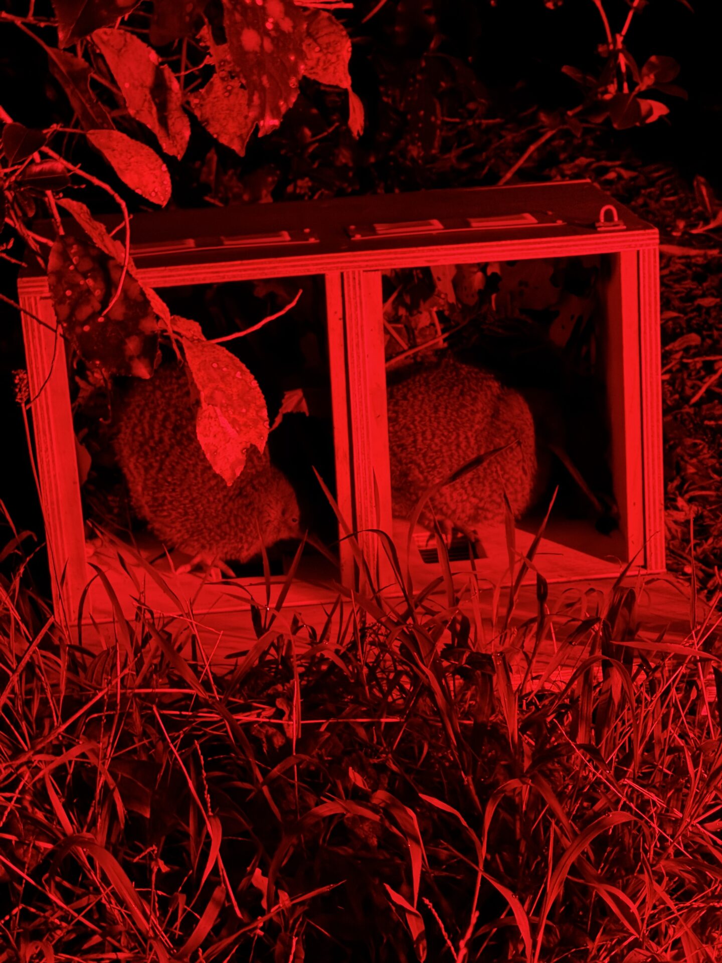 kiwi being released from their boxes