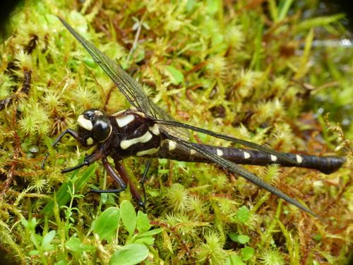 Kapokapowai Dragonfly - Steve Reekie