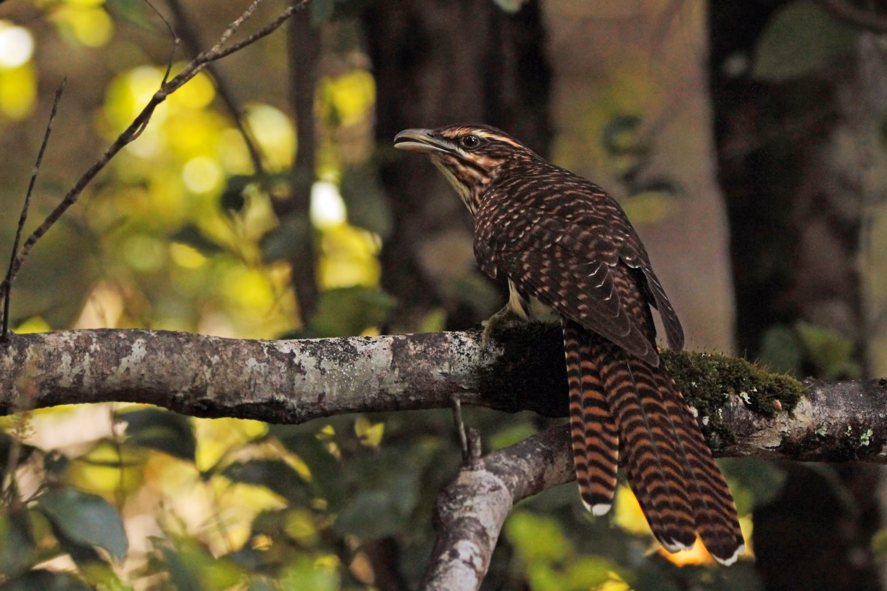 Long-tailed cuckoo by Oscar Thomas.