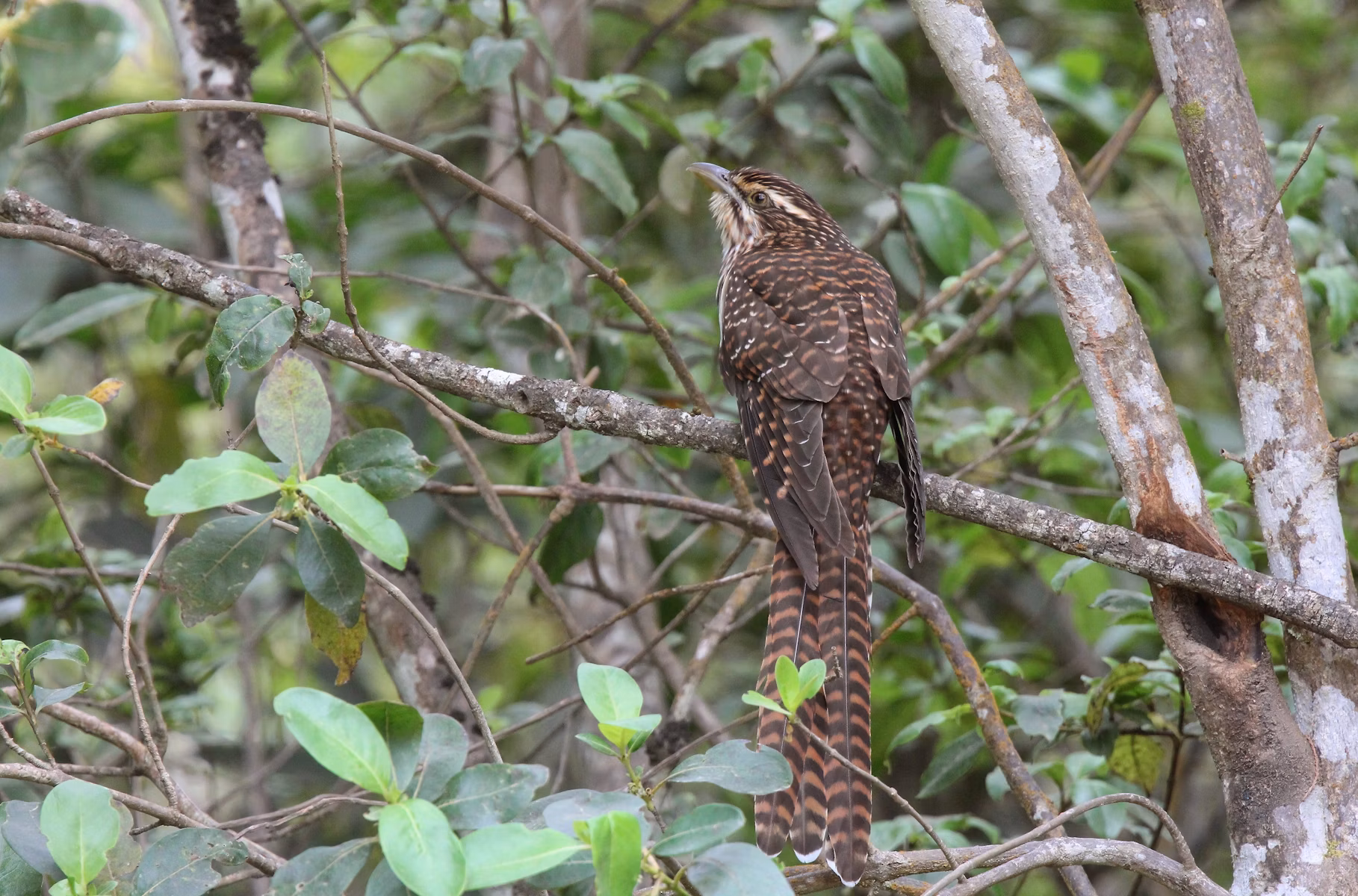 Long-tailed cuckoo by Adam Clarke.