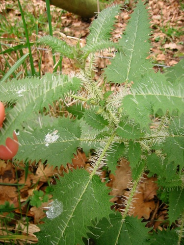 Ongaonga by Jon Sullivan