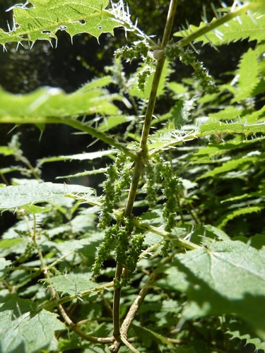 Ongaonga - by Jon Sullivan