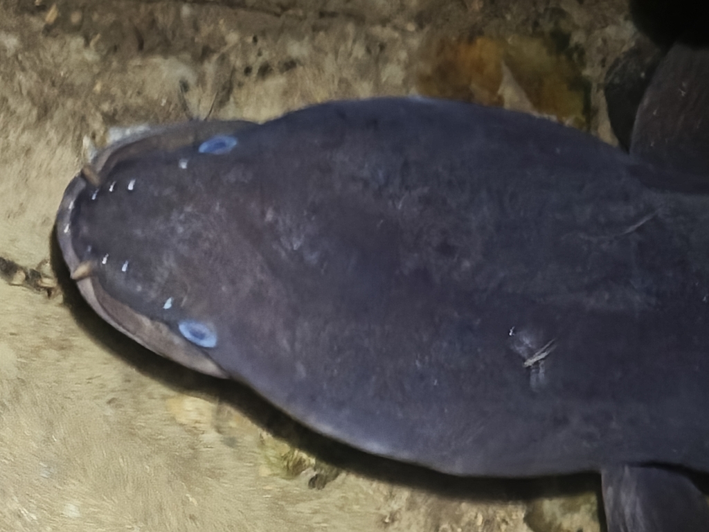 Freshwater Eel - Credit Chris Ecroyd - iNaturalist