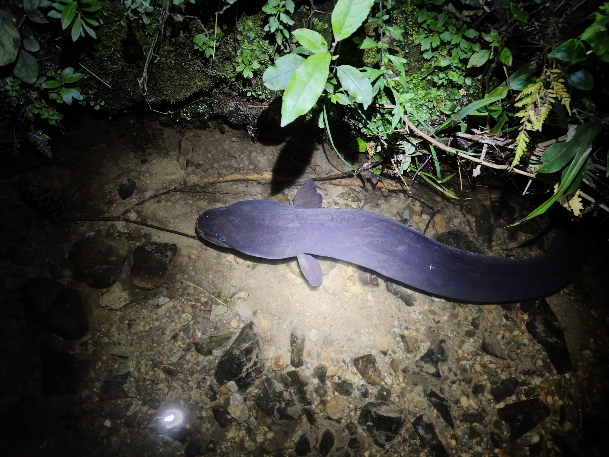 Freshwater Eel - Credit Chris Ecroyd - iNaturalist