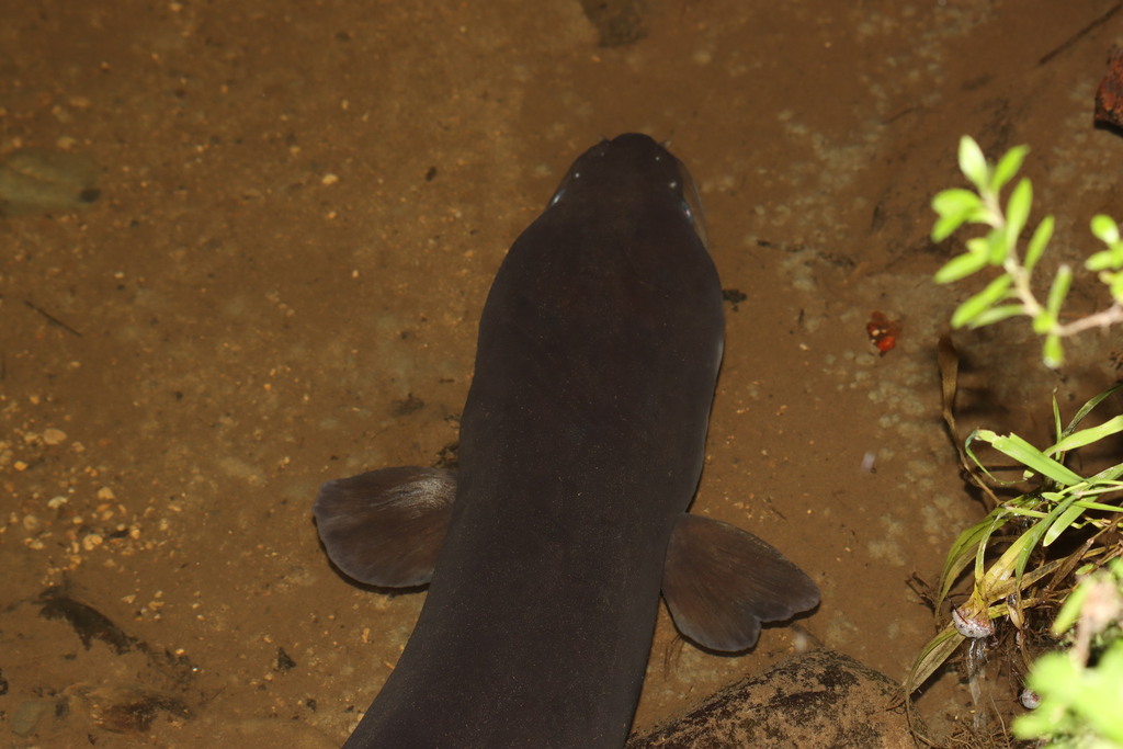 Freshwater Eel - credit jo knight, iNaturalist