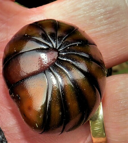 Giant Pill Millipede by Peter Vos