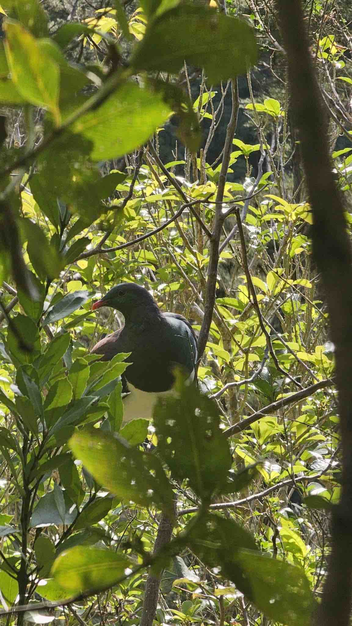 Kereru Pidgeon