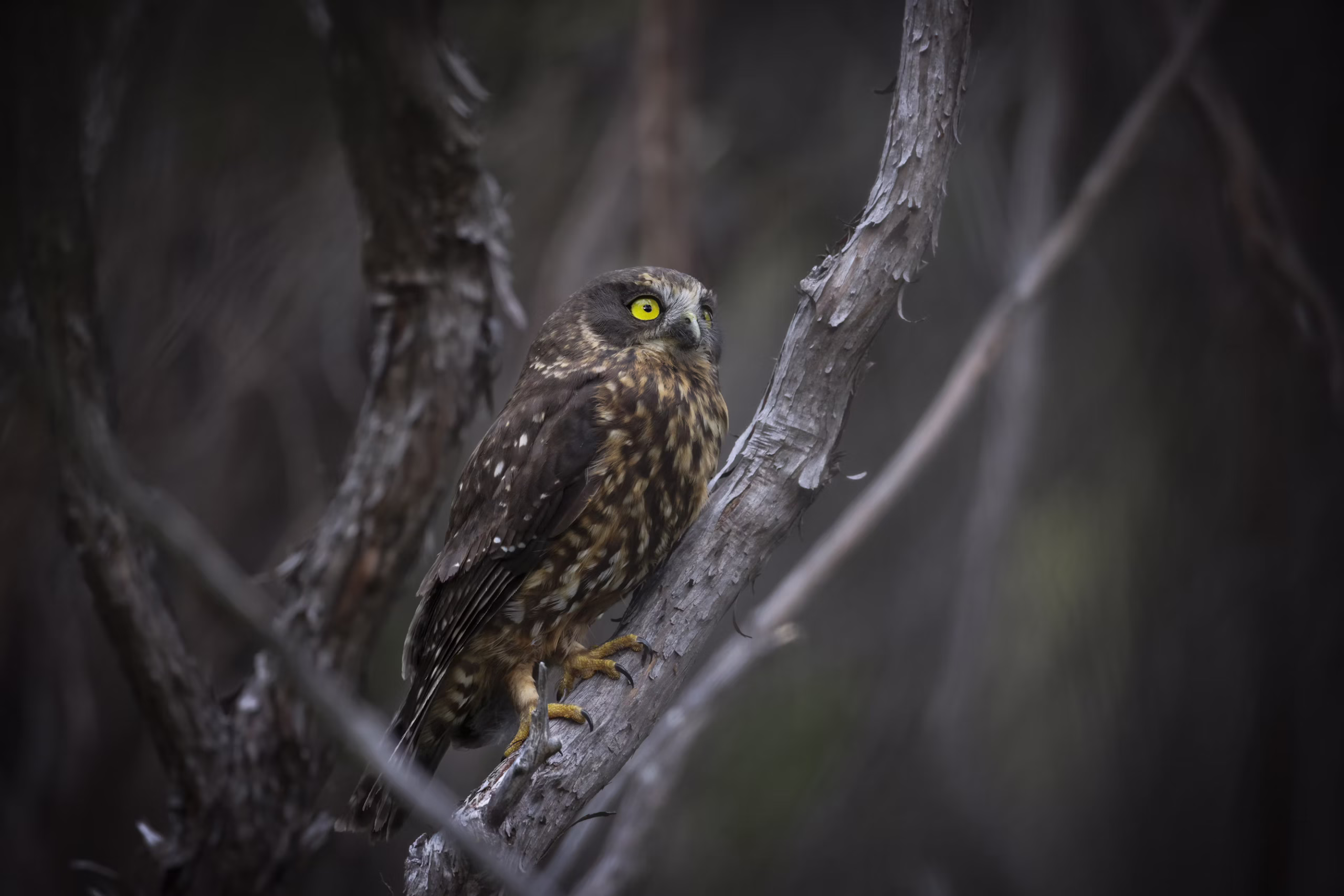 Ruru morepork
