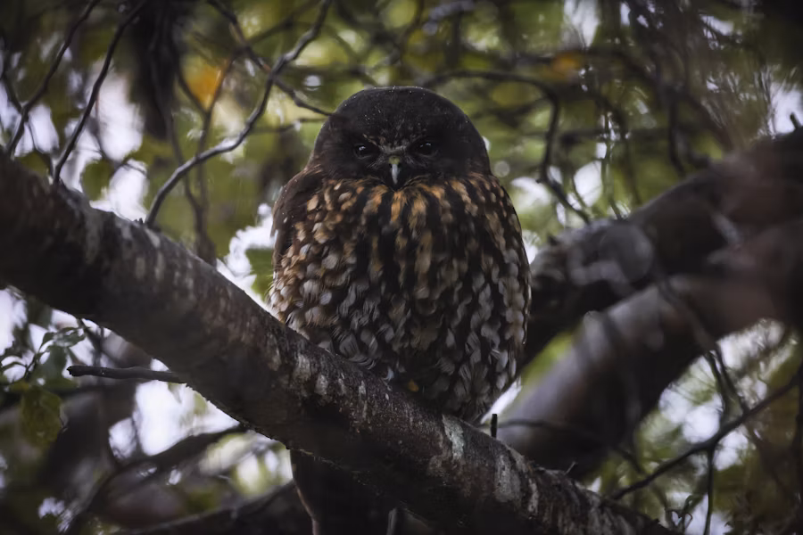 Ruru morepork