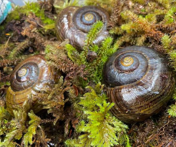 Translocation of powelliphanta