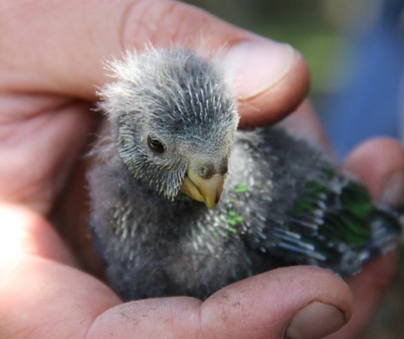 3-week-old-chick L Hayder