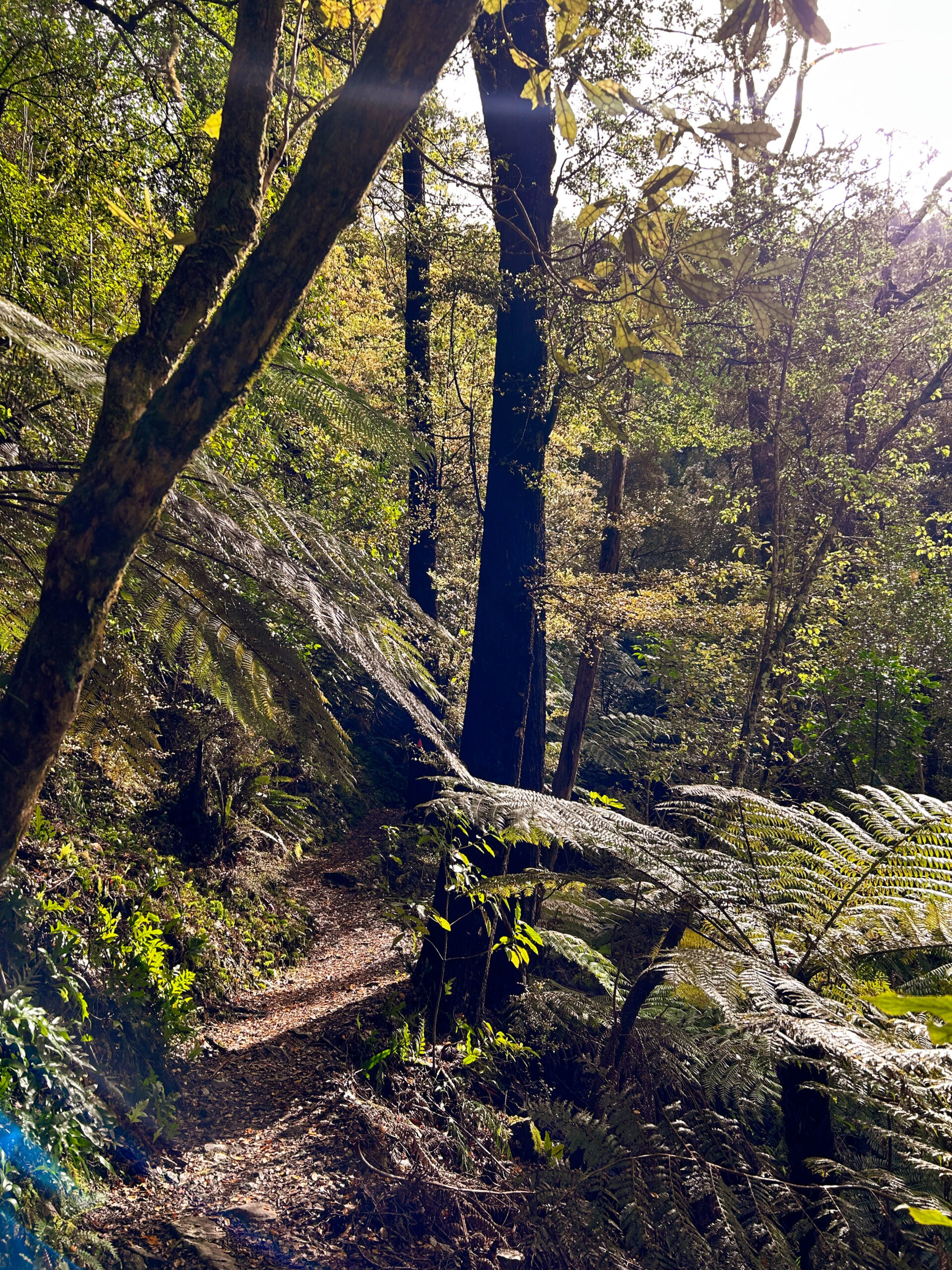 Jacob’s Ladder Loop
