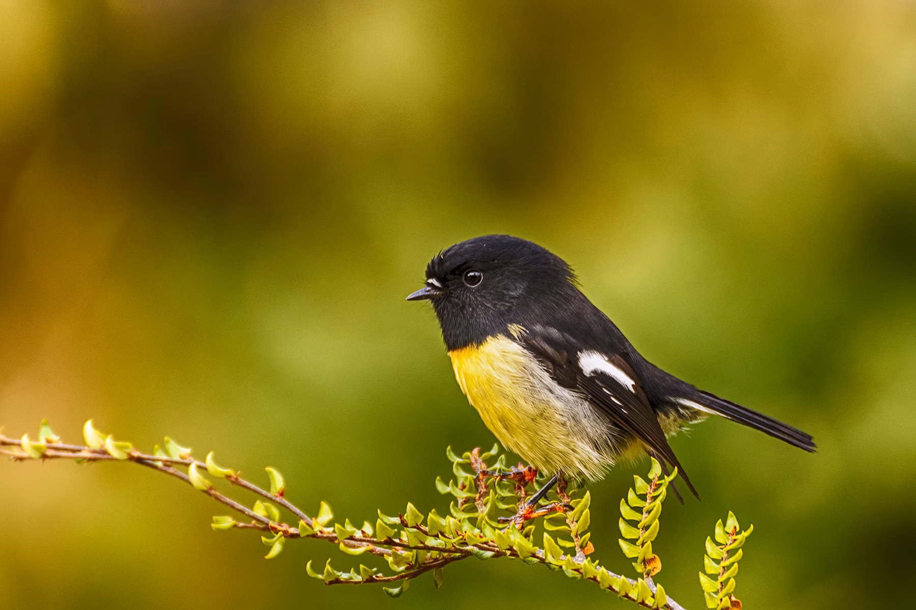 Why Sanctuaries Matter