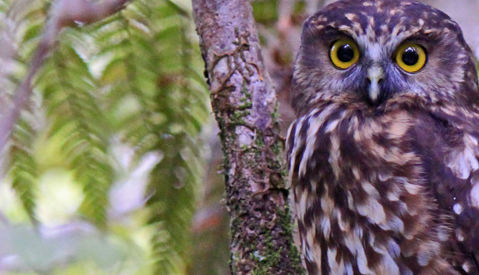 Videos of the Brook Sanctuary